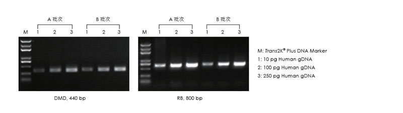 使用不同批次的產(chǎn)品，以不同濃度的人 gDNA 為模板擴增，1.5% 瓊脂糖凝膠電泳分析擴增結果。