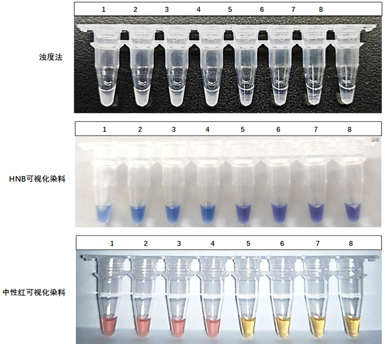 1-4：ASFV-p72基因質(zhì)粒；5-8：NTC
