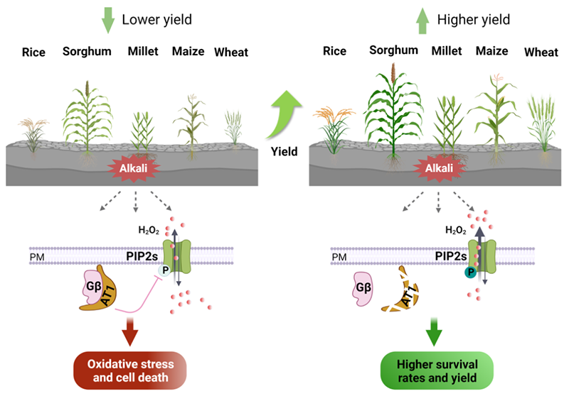 Gγ亞基編碼基因AT1介導植物對堿脅迫的響應機制