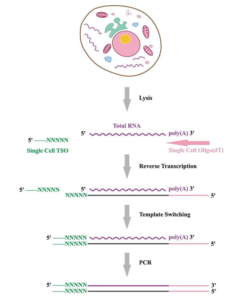 SMART-Seq2實(shí)驗原理