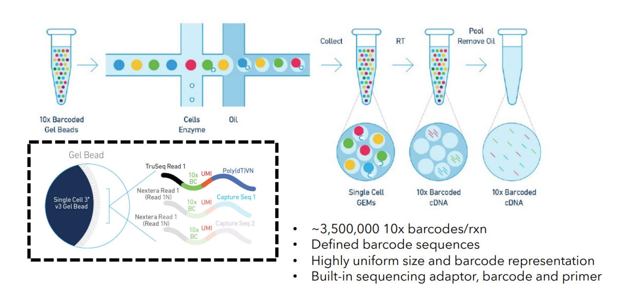 10× Genomics實(shí)驗原理