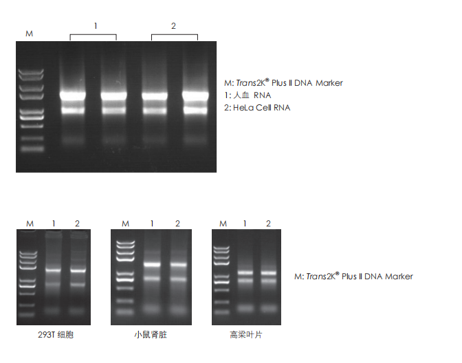 數據展示 數據展示