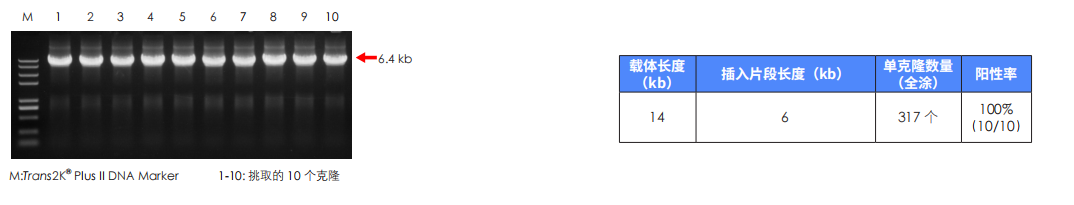 14 kb 長(cháng)載體成功組裝 14 kb 長(cháng)載體成功組裝