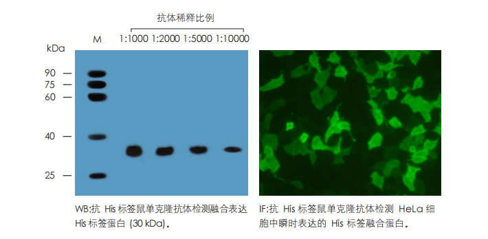 數據展示 數據展示