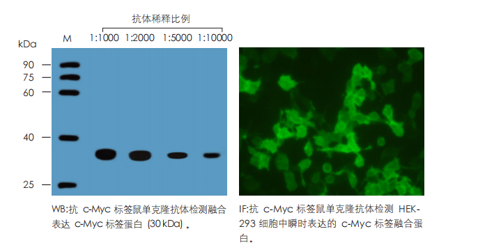 數據展示 數據展示